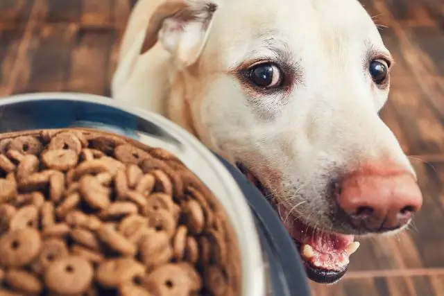 Маленькие рыбки сбиваются с пути из-за высокого содержания CO2 в океанах