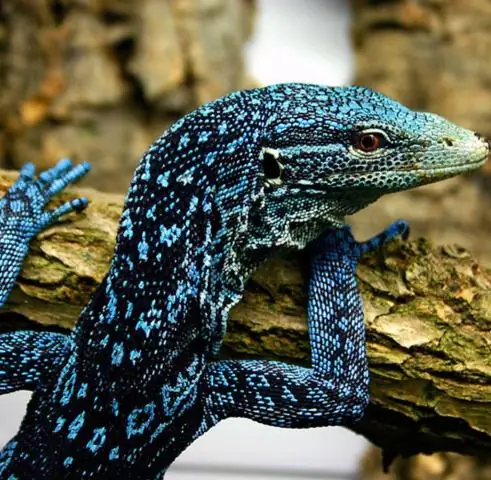 Биоразнообразие: обнаружено 3 новых вида радужных хамелеонов