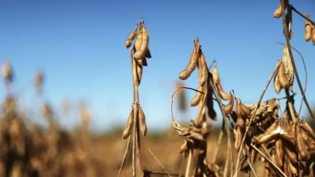 Нейронная схема родительского поведения
