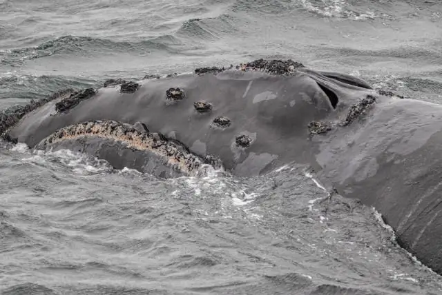 Новый метод отдает приоритет видам для сохранения в условиях неопределенности: ученые используют новую стратегию для составления первого рейтинга приоритетов для рептилий