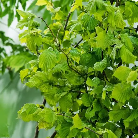 Растения «застрахованы» от прорастания: путь к повышению урожайности