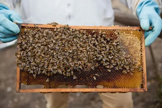 Засухи означают меньше цветов для пчел