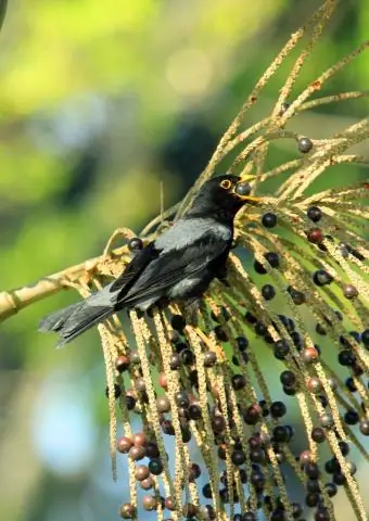 Растения играют большую роль, чем вымирание мегатравоядных, в изменениях структуры экосистемы