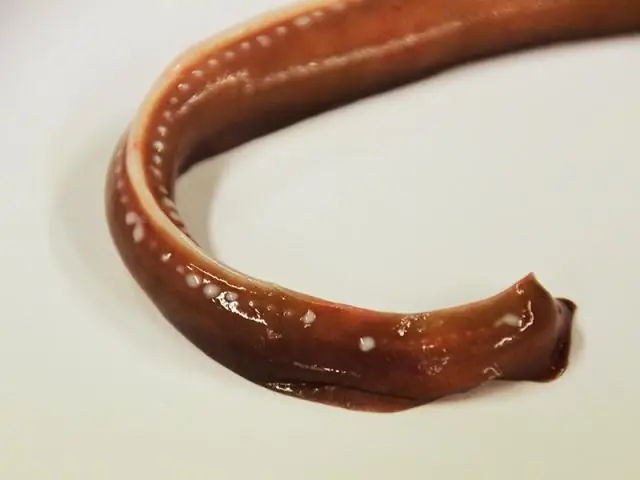 Гигантская группа самок осьминога обнаружена в глубоком море