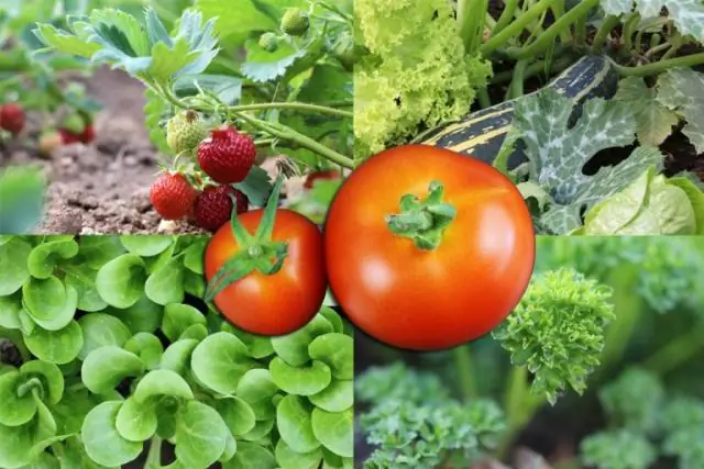 Корневые экссудаты влияют на стабильность почвы и водоотталкивающие свойства: исследования касаются деликатных растений и взаимодействия с почвой