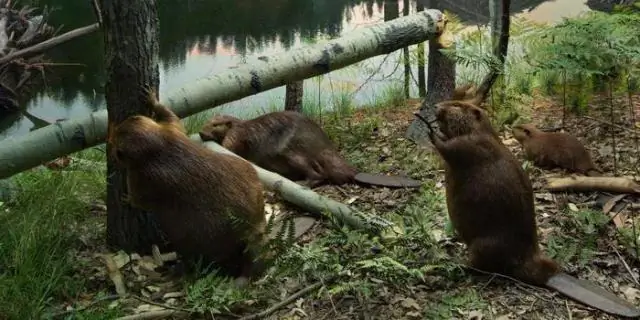Конкуренция между мужчинами повышает устойчивость к изменению климата