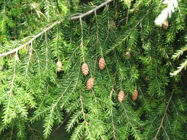 Идентифицирован новый новый род и вид вымерших усатых китов