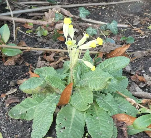 Растения Rip Van Winkle прячутся под землей до 20 лет