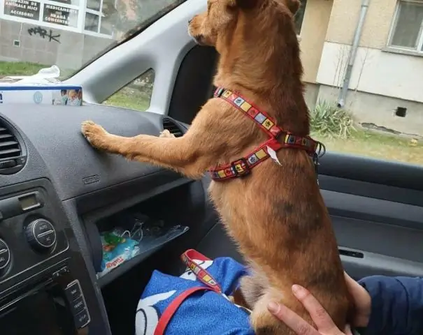 Собаки могут быть больше похожи на людей, чем мы думали