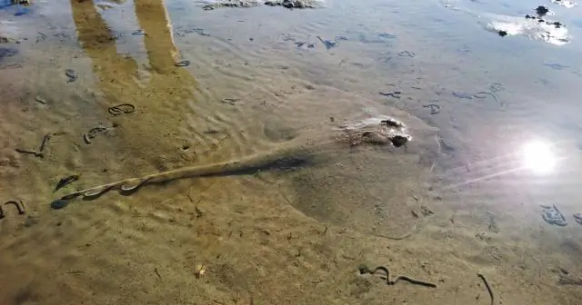 Исследователи музея заново открывают для себя животное, которого не видели 30 лет: крыса-кенгуру Сан-Квинтин, найденная в Нижней Калифорнии, станет предметом плана сохранения