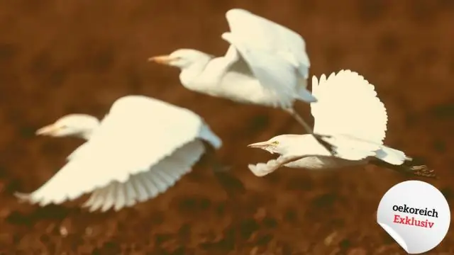 Голодные птицы, поскольку изменение климата приводит к несоответствию продуктов питания