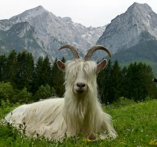 Столкновение находящихся под угрозой исчезновения буревестников и тралового лова в Тасмановом море