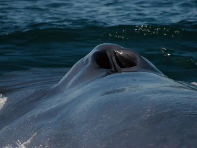 Приведут ли тепловодные явления в Калифорнийском заливе к сокращению популяций морских птиц?