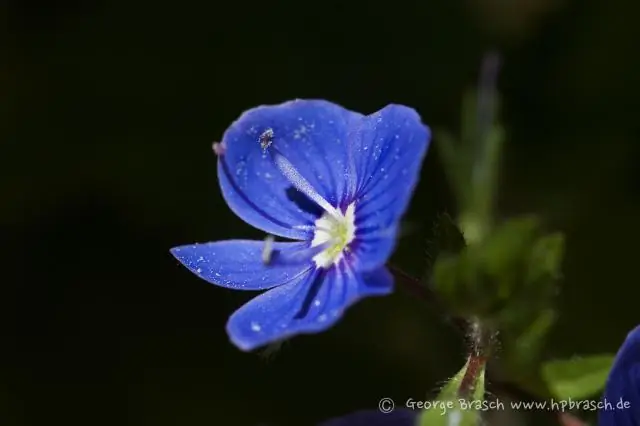 Отсутствие трансмиссивности хронического истощения у макак