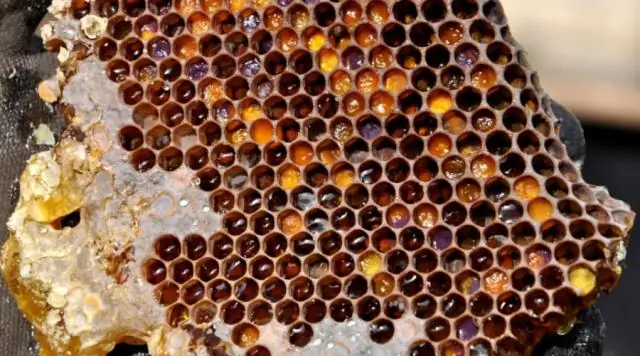 Исследователи уничтожают болезнетворные бактерии с помощью вирусного коктейля