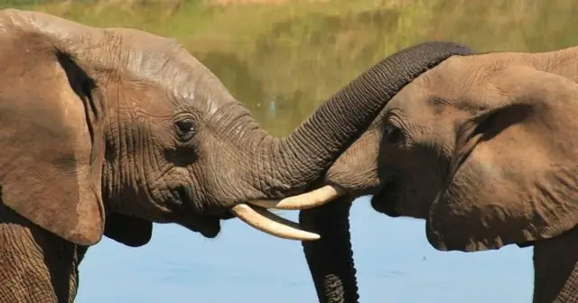 Китовая акула регистрирует самую продолжительную транстихоокеанскую миграцию