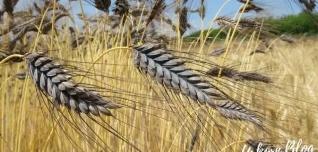 Почему зерновые культуры такие засухоустойчивые