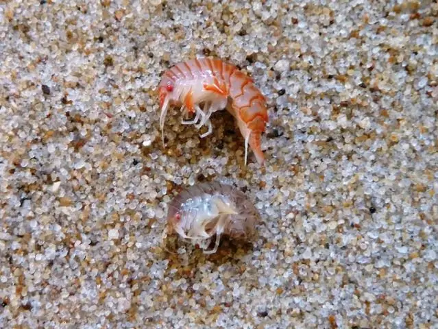 Новые виды в Северном море: исследователи описывают недавно обнаруженную амфиподу Epimeria frankei, используя обширную митогеномную информацию