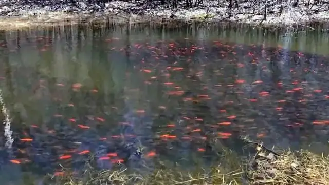 Выживание и восстановление коренных лесов Китая, которым угрожает опасность из-за разрастания плантаций деревьев