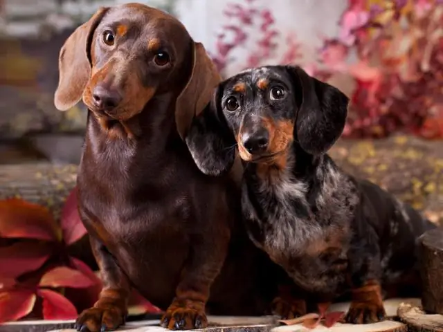 Французские бульдоги подвержены риску различных проблем со здоровьем