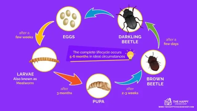 Родитель или одиночка? Выявление генов социальности у кур