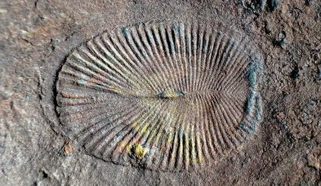 Ediacara Biota процветала в богатых бактериями морских средах обитания