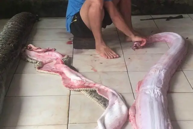 Новые доказательства того, что лягушки-быки виноваты во вспышках смертельного грибка на западе США: подчеркивается опасность перемещения животных и растений по всему миру