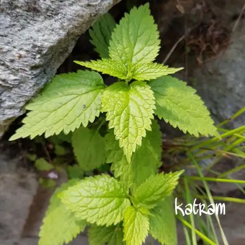 Генетика помогает сделать сорняк сорняком