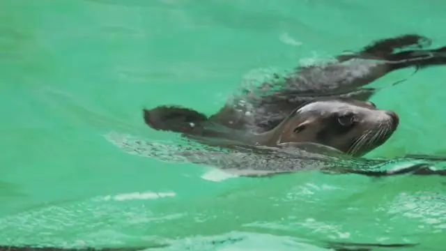 Хищники в неволе рожают в то же время года, что и в дикой природе