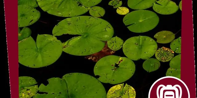 Новый способ наблюдать за активностью мозга в действии