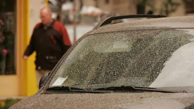 Исследователи обнаружили, что генетический «циферблат» может контролировать размер тела у свиней