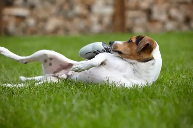 Перелетные животные переносят больше паразитов