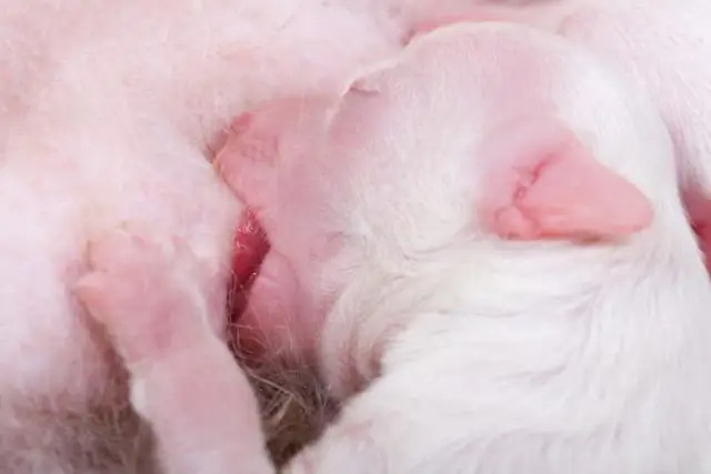 Охотничьим собакам может быть полезно добавление антиоксидантов в рацион