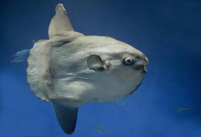 Гнездовой паразитизм у рыб