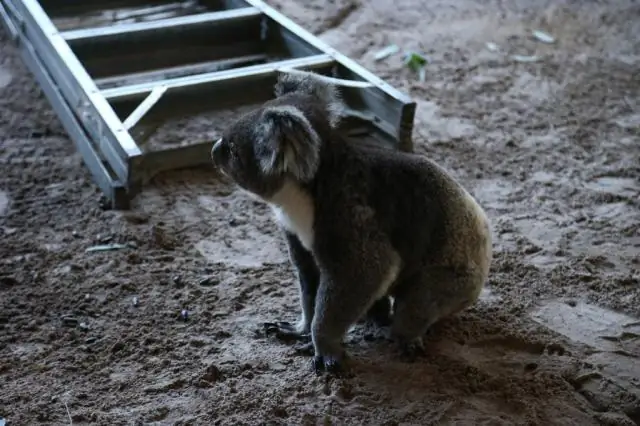 Размножение приносит пользу, когда любовь кусает вомбатов за задницу