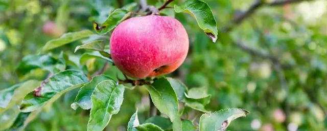 Бобры хорошо очищают воду от плотин