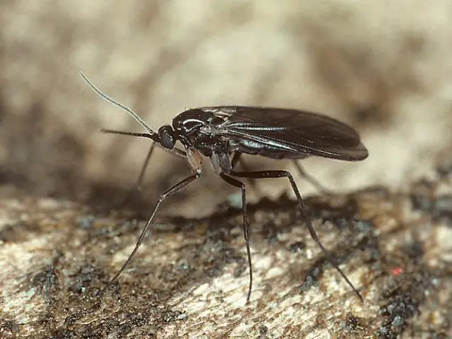 Крошечные окаменелости открывают ключ к разгадке климата Земли полмиллиарда лет назад