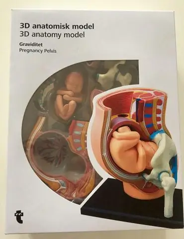 Видео YouTube помогает исследователям изучать укусы собак