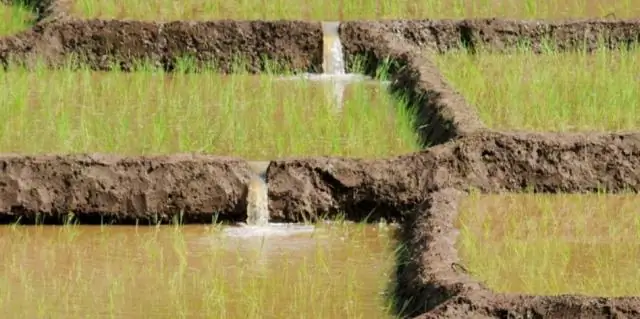 Исследователи могут недооценивать количество дорожных убийств