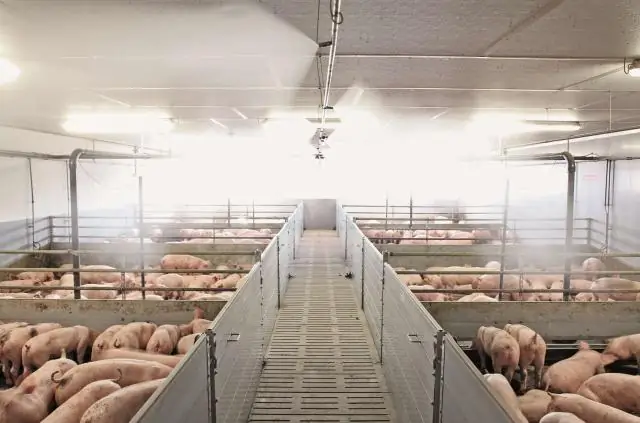 Шимпанзе из саванны страдают от теплового стресса: регулирование температуры тела для предотвращения перегрева является бременем для шимпанзе, живущих в африканской саванне