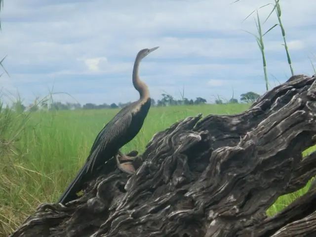 Маленькие птицы почти перегреваются во время кормления птенцов