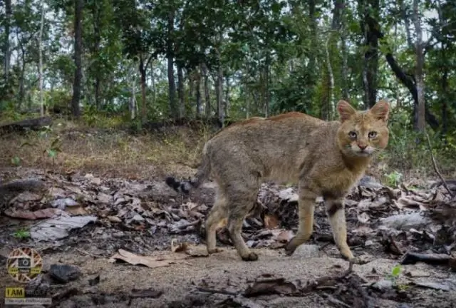 Находящиеся под угрозой исчезновения леса Южной Америки были посажены древними народами