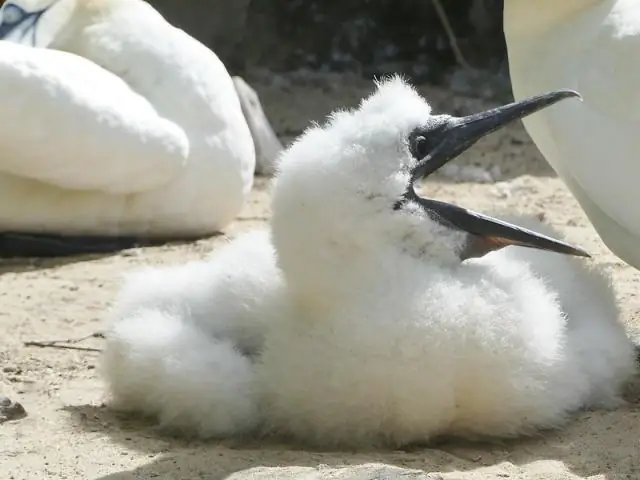 Выживание морских птиц под влиянием циклов океана