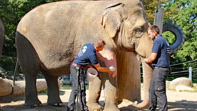 Привычки питания древних слонов, обнаруженные из застрявших в зубах фрагментов травы