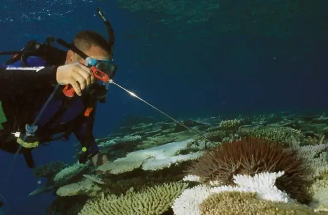 Изменение климата увеличивает угрозу изумрудной пепельной златки