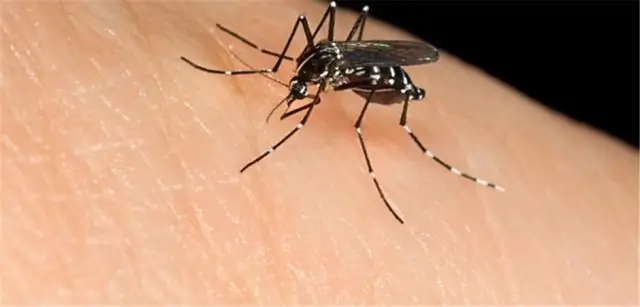 Устойчивость к противогрибковым препаратам может привести к болезням и глобальной нехватке продовольствия