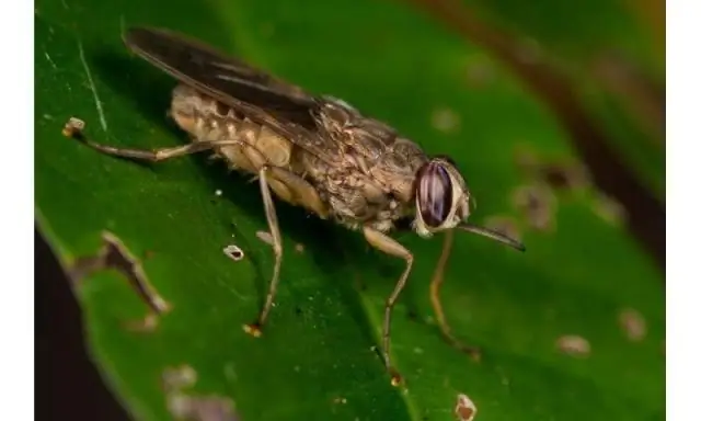 Как Нагану переносят мухи цеце