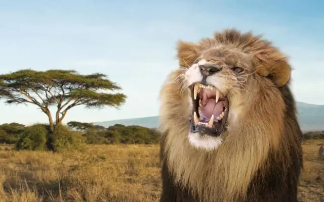 Как кричат животные