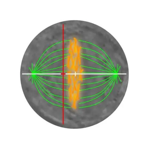 Как клетка узнает, когда ей нужно делиться: исследования связывают размер клетки с приверженностью к клеточному делению