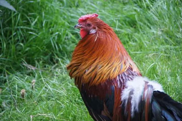 Рис становится менее питательным из-за повышения уровня CO2